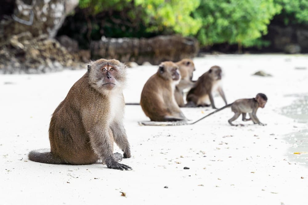 Monkey Beach